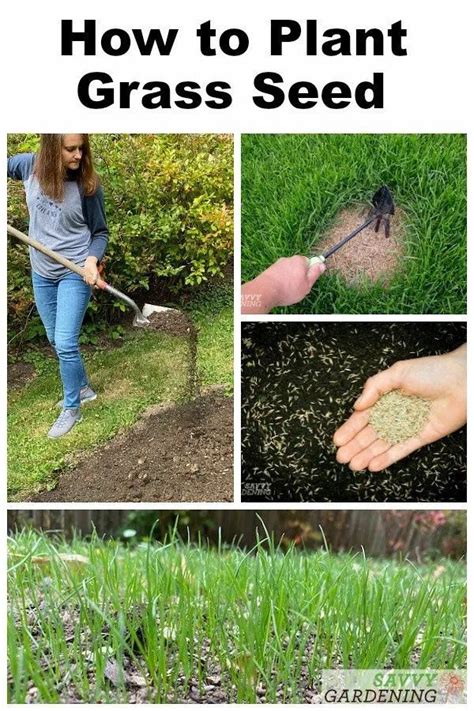A Green Thumb's Secret Weapon: Magic Grass Seed